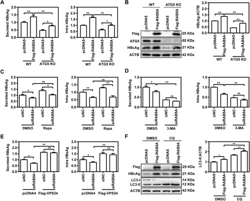 Figure 7. RAB5A promotes HBV replication through enhancement of autophagy induction. (A-B) Wild-type (WT) and ATG5 knockout (KO) Huh7 cells were co-transfected with plasmids pHBV1.3 and Flag-RAB5A or control vector pcDNA5. The levels of secreted and intracellular HBsAg were determined by ELISA. The levels of ATG5 and HBcAg were analysed by western blotting analysis. (C-D) HepG2.2.15 cells were transfected with 40 nM siRNAs against RAB5A (siRAB5A) or siRNA negative control (siNC). At 24 h post-transfection, the cells were treated with 2 μM rapamycin (Rapa), 10 mM 3-MA or DMSO for 48 h. (E) Huh7 cells were co-transfected with plasmids pHBV1.3, Flag-VPS34, and 40 nM siRAB5A or siNC for 72 h. (F) Huh7 cells were co-transfected with plasmids pHBV1.3 and Flag-RAB5A or pcDNA5 for 24 h, followed by treating with 10 μM chloroquine (CQ) or DMSO for 48 h. The levels of HBcAg and LC3 were analysed by western blotting analysis. *P < 0.05, **P < 0.01; ns, not significant.