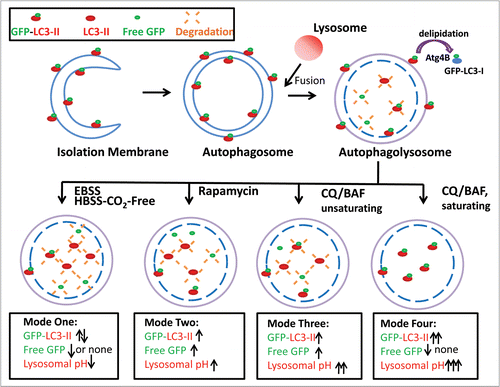 Figure 8 Schematic diagram of the different modes of GFP-LC3 cleavage within autolysosome. Autophagy is a dynamic process. It starts from a small crescent-shaped isolation membrane, which elongates and closes to form a double-membrane autophagosome. Autophagosomes fuse with lysosomes to form mature autolysosomes, where engulfed contents including proteins and damaged organelles are degraded. During this process, LC3 is conjugated with PE at its C terminus and recruited to both the outer and inner membrane of the autophagosome. After fusion with lysosomes, the inner membrane LC3-PE is degraded by the lysosomal enzymes whereas the outer membrane LC3-PE is de-lipidated by Atg4. It is believed that GFP-LC3 may follow the same route as the endogenous LC3. However, GFP is more resistant to lysosomal degradation than LC3 and thus the free GFP fragments generated from GFP-LC3 cleavage can serve as a marker for autophagic flux. The amount of free GFP fragments can be summarized by four different modes. In mode one (rapid), few or no free GFP fragments are detected whereas the levels of endogenous LC3-II and GFP-LC3-II may fluctuate depending on the time frame of the assay. This scenario may occur during EBSS or HBSS-CO2 free-induced starvation accompanied by a decrease in lysosomal pH. In mode two (slow), levels of free GFP fragments increase as do the levels of endogenous LC3-II and GFP-LC3-II. This scenario may occur by some autophagy inducers which do not affect or only slightly increase lysosomal pH such as rapamycin or cells cultured in EBSS CO2 free conditions. In mode three (slow), the levels of free GFP fragments, as well as the levels of endogenous LC3-II and GFP-LC3-II all increase. This scenario may occur for cells or animals treated with unsaturating concentrations of lysosomal inhibitors which increase lysosomal pH either in the presence or absence of starvation. In mode four (no degradation), no free GFP fragments are detected whereas the levels of endogenous LC3-II and GFP-LC3-II are increased. This scenario may occur when cells are treated with saturating concentrations of lysosomal inhibitors which dramatically increase lysosomal pH in the presence or absence of autophagy inducers.