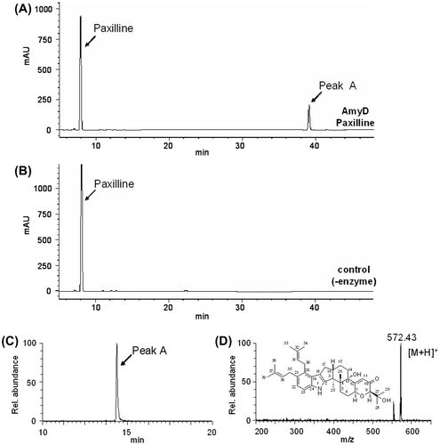 Fig. 4. HPLC and LC/ESI-MS analysis of the products formed in the reaction of paxilline and DMAPP catalyzed by AmyD.Note: The reaction products formed with (A, C) and without (B) AmyD were analyzed by HPLC (A, B) and LC/ESI-MS (C, D). Selected ion chromatograms (C) and spectra of the peak (D) are shown.