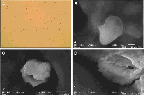 Figure 1. Photomicrograph of proniosomal formulation F3S60 (A). SEM image of niosomes formed after hydration of F3S60 (B), F10SCL (C) and F11SCH (D).