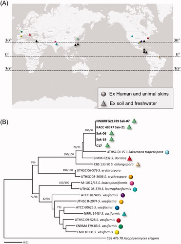 Figure 3. (A) Geographic distribution of Saksenaea species. Circle means the records of Saksenaea species or isolates from infected humans and animals. Triangle means the isolates from soil and freshwater, and black triangles mean the isolates with no sequence data in GenBank. (B) Multi-gene phylogenetic tree of Saksenaea species from the minimum evolution analysis of a concatenated alignment of three loci (TEF1α, ITS, LSU rDNA). Bootstrapping values (minimum evolution BP/maximum likelihood BP) higher than 70% were given above or below the branches (1,000 replicate). The strains isolated in Korea are shown in bold. Apophysomyces elegans was used as an outgroup. The scale bar equals the number of nucleotide substitutions per site.