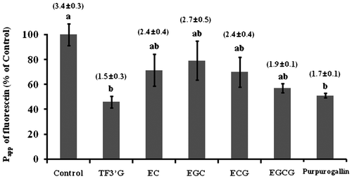 Fig. 4. Effect of TF3′G and related compounds on fluorescein transport.Note: Caco-2 cells were pretreated with or without 10 μM of either TF3′G, EC, ECG, EGC, EGCG, or purpurogallin for 3 h. Values are expressed as the mean ± SEM (n = 3–5). Different letters represent the statistical differences at p < 0.05 among the groups by the Tukey-Kramer’s t-test.