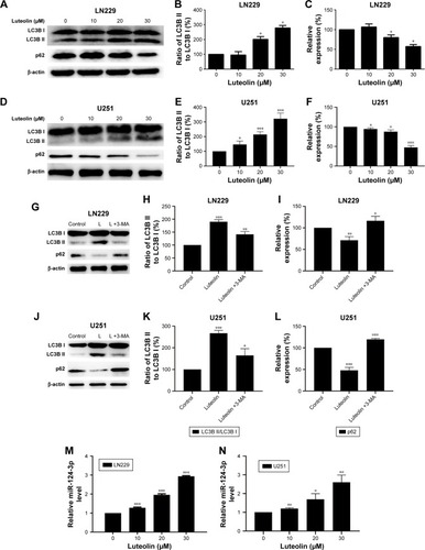 Figure 5 Luteolin promoted the expression of miR-124-3p and induced autophagy in glioma cells cells.Notes: (A) The expression levels of LC3B I, LC3B II, and p62 were evaluated by Western blot analysis in luteolin-treated LN229 cells. (B) The ratio of LC3B II to LC3B I in luteolin-treated LN229 cells is shown as a histogram. (C) Relative expression of p62 in luteolin-treated LN229 cells is shown in the diagram. (D) The expression levels of LC3B I, LC3B II and p62 were evaluated by Western blot analysis in luteolin-treated U251 cells. (E) The ratio of LC3B II to LC3B I in luteolin-treated U251 cells is shown as a histogram. (F) Relative expression of p62 in luteolin-treated U251 cells is shown in the diagram. (G) The expression levels of LC3B I, LC3B II, and p62 were evaluated by Western blot analysis in LN229 cells treated with luteolin (30 µM), or luteolin (30 µM)+3-MA (1 mM). L: Luteolin. (H) The ratio of LC3B II to LC3B I in LN229 cells is shown as a histogram. (I) Relative expression of p62 in LN229 cells is shown in the diagram. (J) The expression levels of LC3B I, LC3B II, and p62 were evaluated by Western blot analysis in U251 cells treated with luteolin (30 µM), or Luteolin (30 µM)+3-MA (1 mM). L: Luteolin. (K) The ratio of LC3B II to LC3B I in U251 cells is shown as a histogram. (L) Relative expression of p62 in U251 cells is shown in the diagram. (M) The expression levels of miR-124-3p in luteolin-treated LN229 cells are shown as histograms. (N) The expression levels of miR-124-3p in luteolin-treated U251 cells are shown as histograms. (O) Effects of luteolin, luteolin + miR-124-3p mimics, and luteolin + miR-124-3p inhibitor on LN229 cells’ viability. (P) Effects of luteolin, luteolin + miR-124-3p mimics, and luteolin + miR-124-3p inhibitor on U251 cells’ viability. (Q) Western blot analysis of the expression of Caspase-3 and cleaved Caspase-3 under different treatment conditions in LN229 cells: L +124M, luteolin + miR-124-3p mimics; L +124 I, luteolin + miR-124-3p inhibitor. (R) Western blot analysis of the expression of Caspase-3 and cleaved Caspase-3 under different treatment conditions in U251 cells: L +124M, luteolin + miR-124-3p mimics; L +124 I, luteolin + miR-124-3p inhibitor. (*P<0.05, **P<0.01, ***P<0.001 vs the control group; n=3).Abbreviation: 3-MA, 3-methyadenine.