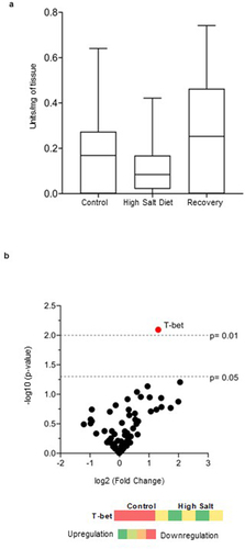 Figure 4. The administration of high salt diet does not induce overt inflammation in mice. a) Colonic myeloperoxidase (MPO) levels in mice who received the control diet, the high salt diet or were given high salt diet followed by 7-day recovery period. Statistical differences between groups were evaluated using 1-way ANOVA (non-parametric) followed by post-hoc Dunn’s analysis. Values are presented as box and whiskers plot with whiskers extending from 10th to 90th percentile, n = 5 mice/control and recovery groups; and n= 4 mice/treatment group with p < 0.05 considered as significant. b) Volcano plot of gene expression in colonic tissues of mice receiving high salt diet or control diet for 1 week. Red dot represents gene with p < 0.01. Black dots are genes with 0.01 > p > 0.05. Genes present on the right side of the zero were upregulated in high salt diet treated mice but downregulated in control mice. The heat map summarizes the expression of T-bet gene associated with innate immunity in the colon tissues of mice treated with high salt diet or a control diet. Red represents the samples with genes that were downregulated, while green represents the samples with genes that were upregulated. n = 4 mice/group. T-bet: T-box transcription factor.