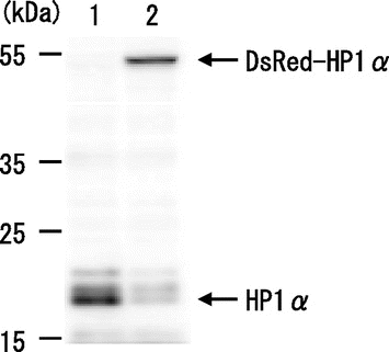 Fig. 1. Expression of DsRed-HP1α in C3H10T1/2 cells.Notes: HP1α protein was detected on a western blot of whole lysates from C3H10T1/2 cells (lane 1) and C3H10T1/2 cells stably expressing DsRed-HP1α (lane 2).
