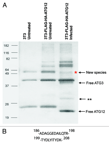 Figure 3. Immunoprecipitation and mass spectrometry analysis of the novel ATG12 conjugate. (A) NIH-3T3 and NIH-3T3 stable cell line expressing epitope tagged ATG12 (FH-ATG12) were left untreated or infected with vaccinia virus at a MOI of 3 and harvested 24 h post infection. Samples were immunoprecipitated with α-FLAG M2 affinity gel beads and eluted with FLAG peptide. The final eluate was separated by SDS-PAGE and visualized by silver stain. Labeled protein bands were identified through mass spectrometry analysis; double asterisk denotes cellular protein not fully characterized. (B) ATG3 peptide sequences identified by mass spectrometry. The numbers indicate the relative amino acid position in full-length mouse ATG3 sequence.