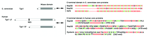 Figure 2. Conserved interaction of Tgs1 with the C-terminal domain of snoRNP core proteins from yeast to human. Tgs1 is the m7G cap hypermethylase conserved from yeast to human. In S. cerevisiae, it is essentially composed of the methylase domain (Mtase domain). Yeast Tgs1 interacts with KKE/D repeats found in the C-terminal domains of Nop58, Nop56 and Cbf5.2 In humans, Tgs1 has a conserved Mtase domain and an extended N-terminal domain that contains a Nuclear Export Sequence (NES). The full length protein (Tgs1 LF) is localized to the cytoplasm and nuclear CB in human cells. A shorter isoform (Tgs1 SF) is produced by proteosomal degradation and is restricted to CB.24 Both forms can interact with the highly charged C-terminal domain of Nop58, Nop56 and dyskerin. Amino acids sequences are shown, basic amino acids are in red and acidic are in green.
