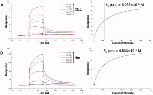 Figure 4. SPR analysis of CEL (A) and 4m (B) with rhSTAT3 protein. Compound concentrations varied from 3.91 to 250 µM. Time measured in second (s).