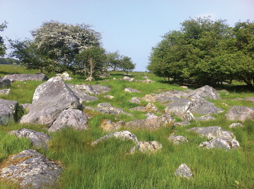 FIG. 1 Sarsens to the north of Delling Copse on Totterdown, Marlborough Downs, Wiltshire (photograph © author).