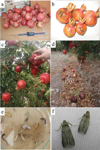 Figure 1. Pomegranate fruit cv. ‘Bajestani’ (a); the infested fruits with carob moth (b), Infested fruits on the tree (c), and those are dropped (d); carob moth larvae (different instars) and pupae (e), and adult insect pest (f)