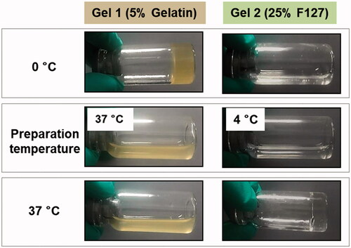 Figure 8. Liquid and gel states of Gel1 and Gel 2 at different temperatures, including the process of preparation and in vivo administration.