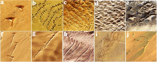 Figure 2. Main shapes of dunes on the southern margin of the Taklimakan Desert. (a) barchans; (b) barchanoid dunes; (c) transverse linear dunes; (d) network dunes; (e) pyramid dunes; (f) asymmetrical barchans dunes; (g) raked linear dunes (Dong et al. Citation2010); (h) symmetrical linear dunes; (i) nail dunes; and (j) barchans and asymmetrical barchan dunes. Source: Author.