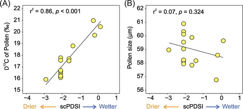 Figure 5. Biplots showing: (A) carbon isotope discrimination (Δ13C) (Bell et al. Citation2017) versus aridity (self-calibrating Palmer Drought Severity Index, scPDSI) (Dai Citation2011), and (B) pollen grain size versus aridity (scPDSI), with values averaged by each sampling area.