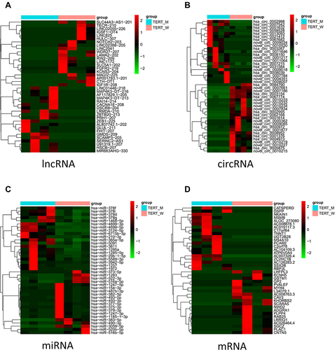 Figure 2 Heatmaps of DE lncRNAs, circRNAs, miRNAs, and mRNAs. The heatmap showing the hierarchical clustering of altered lncRNAs (A), circRNAs (B), miRNAs (C), and mRNAs (D) between the wildtype TERT promoter group and mutant TERT promoter group. Red represents up-regulation and green represents down-regulation.