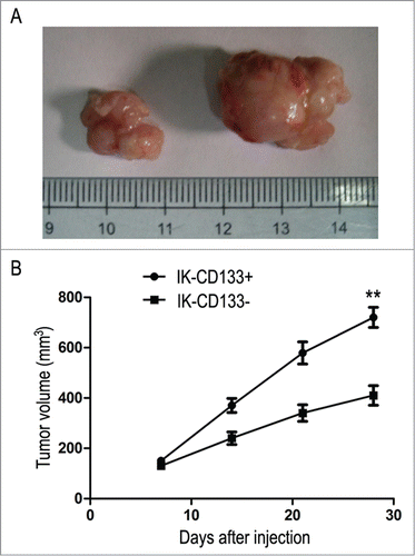 Figure 6. (A) The nude mice transplanted tumor established from IK-CD133+ cells and IK-CD133- cells in vivo. Left tumor is derived from IK-CD133+ cells, right tumor IK-CD133- cells. (B) Tumor growth curves were measured after the injection of IK-CD133+ cells and IK-CD133- cells. Tumor volume was calculated every 5 d. **P < 0.01 vs. IK-CD133- cells (n = 8).
