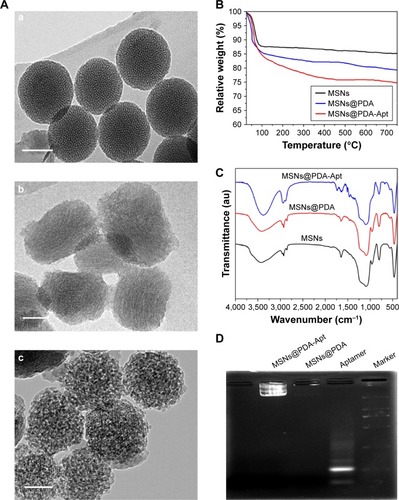 Figure 2 (A) TEM image of MsNs (a), MsNs-anti-miR-155@PDA (b), and MsNs-anti-miR-155@PDA-Apt (c). Scale bar =100 nm. (B) Thermogravimetric analysis curves of MSNs, MSNs@PDA, and MSNs@PDA-Apt. (C) FT-IR spectra of MSNs, MSNs@PDA, and MSNs@PDA-Apt. (D) The conjugation of AS1411 aptamer to MSNs@PDA was confirmed by gel electrophoresis.Abbreviations: MSNs, mesoporous silica nanoparticles; PDA, polymerized dopamine; Apt, aptamer; TEM, transmission electron microscopy; TGA, thermogravimetric analysis; FT-IR, Fourier transform infrared; miR-155, MicroRNA-155.