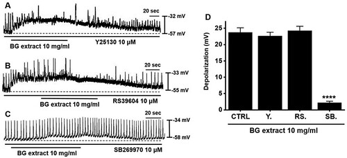 Figure 2. Effects of 5-HT receptor antagonists on BG extract-induced ICC pacemaker potential depolarization. (A and C) Pre-treatment with Y25130 or SB269970 and BG extract depolarized the ICC pacemaker potentials. (B) After pre-treatment with RS39604, BG extract did not depolarize. (D) Responses to BG extract are summarized. Mean ± SEs. **P < 0.01. BG: Black garlic. CTRL: Control. Y: Y25130. RS: RS39604. SB: SB269970.