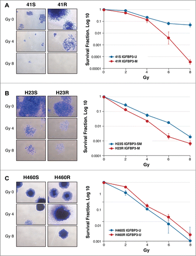Figure 1. Radiation clonogenic cell survival assays with 3 paired CDDP-sensitive and CDDP-resistant cell lines, 41S/R (A), H23S/R (B) and H460S/R (C). The images are representative of 0, 4 and 8 Gy doses in each paired cell line using a cesium-137 irradiator Mark I30. Individual assays were performed in triplicate and repeated at least twice. The survival fraction (SF) was calculated by the following formula: SF = (number of colonies formed/number of cells seeded) x plating efficiency of the control group, in which plating efficiency was calculated as the ratio between the colonies observed and the number of cells plated. Dose-response clonogenic survival curves were plotted on a log-linear scale.