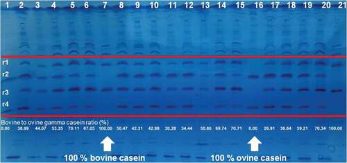 Figure 2. Casein fraction separated after isoelectric focusing: r1 – bovine γ2-casein, r2 – ovine γ2-casein, r3 – bovine γ3-casein, r4 – ovine γ3-casein. Ratio of bovine to ovine γ2-and γ3-caseins (%)