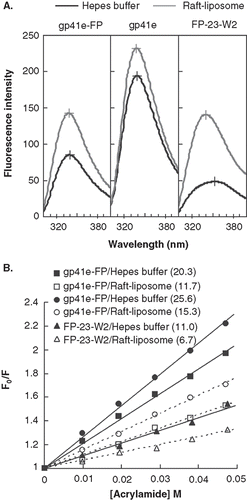 Figure 5.  Tryptophan fluorescence emission spectra of gp41e-FP, gp41e and FP-23-W2 in raft-liposome and buffer solution (A) and Stern-Volmer plot and constants KSV (in the parentheses, unit of M-1) quenched by acrylamide (B). A typical maximal fluorescence emission for tryptophan in a polar environment was seen for FP-23-W2 in buffer solution (at 353 nm), and blue shifts were found for all other spectra, indicating the insertion of FP into the membranes and the aggregation of gp41e-FP and gp41e. A large KSV indicates the accessibility of the tryptophan residue for the quencher. Hence the smaller KSV for FP23-W2 than that for gp41e-FP or gp41e argues strongly for the deep immersion of FP in the model membrane.
