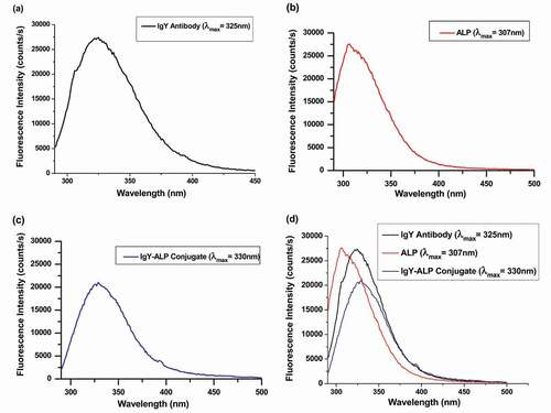 Figure 3. (a) Fluorescence spectrum of the M2e-specific IgY antibody. (b) Fluorescence spectrum of the ALP enzyme. (c) Fluorescence spectrum of the M2e-specific IgY-ALP bioconjugate. (d) A comparison of the fluorescence spectra following conjugation reaction.