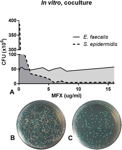 Figure 1. Survival assay of S. epidermidis and E. faecalis in in vitro co-culture under various concentrations of moxifloxacin (A). Representative bacterial culture plate images showing the distribution of the bacterial colonies on 0.25 μg/mL moxifloxacin (B) and 16 μg/mL moxifloxacin (C). Colour detection culture plates were used; E. faecalis are shown as blue colonies and S. epidermidis are shown as white colonies. CFU, colony forming unit; MFX, moxifloxacin.