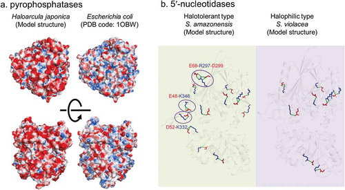 Figure 2. Examples of adaptation for high salt concentration in halophilic enzymes.Pyrophosphatase (a): surface charges of pyrophosphatases from extreme halophile H. japonica and non-halophile E. coli. Red and blue color represent negative and positive charges, respectively. 5ʹ-nucleotidase (b): positions of salt bridges in SANTase and SVNTase are shown stick models. Purple circles represent halotolerant specific salt bridges with each residue.