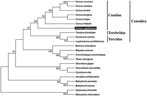 Figure 1. Phylogenetic tree generated using the Neighbour-joining method based on complete mitochondrial genomes. C. consors (KF887950), C. striatus (KX156937), C. textile (DQ862058), C. borgesi (EU827198), C. tulipa (KR006970), C. tribblei (KT199301), C. capitaneus (KX155573), Terebra dimidiate (EU827196), Fusiturris similis (EU827197), Lophiotoma cerithiformis (DQ284754), Bolinus brandaris (EU827194), Rapana venosa (KM213962), Concholepas concholepas (JQ446041), Thais clavigera (DQ159954), Strombus gigas (KM245630), Cancellaria cancellata (EU827195), Cymbium olla (EU827199), Amalda northlandica (GU196685), Babylonia areolata (HQ416443), B. lutosa (KF897830), Ilyanassa obsoleta (DQ238598) and Nassarius reticulatus (EU827201).