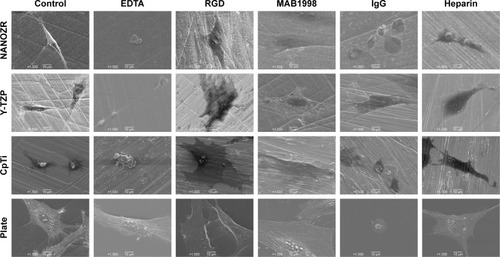 Figure 10 Scanning electron microscopy observation of MC3T3-E1 cells cultured in the presence of different inhibitors (Control, EDTA, RGD, MAB1998, IgG and Heparin) after 24 hours of incubation. Magnification: 1,500×.