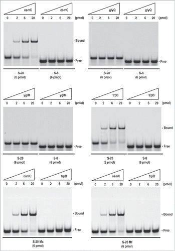 Figure 6. RNA gel shift analysis of S-20 target mRNAs. RNA-RNA interactions were examined with an RNA gel shift analysis. A FITC-labeled oligoribonucleotide, either S-20 (6 pmol) or S-8 (6 pmol), was incubated with 0-20 pmol of each target oligoribonucleotide (osmC, glyQ, ygiM or trpB) at 70°C for 7 min, and then at room temperature for 1 h. RNA-RNA interactions were analyzed by electrophoresis on a non-denaturing 4% (w/v) polyacrylamide gel. Two FITC-labeled mutant oligoribonucleotides, S-20 Ma and S-20 Mf, were examined in a similar manner (also see Fig. 7A). Similar results were obtained in at least 2 independent experiments.