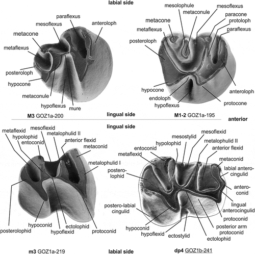 Figure 2. Nomenclature of tooth parts of Daxneria nov. gen. described in this paper (adapted after Flynn et al. Citation1986).