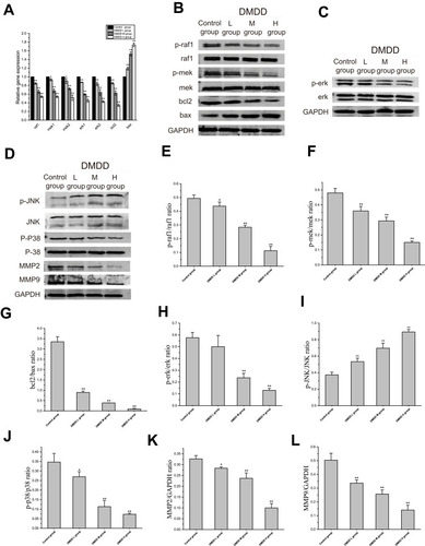 Figure 6 Effect of DMDD on MAPK signaling pathway of 4T1 cells.