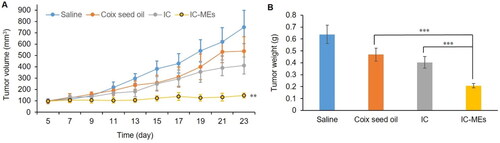 Figure 8. Antitumor efficacy in vivo. (A) Changes in tumor volume after xenograft implantation of each formulation group. Data are represented as mean ± SD, n = 5, compare with IC and CSO groups, IC-MEs, **p < .01. (B) Tumor weight of each formulation group at the end of the treatment. Data are represented as mean ± SD, n = 5, ***p < .001.