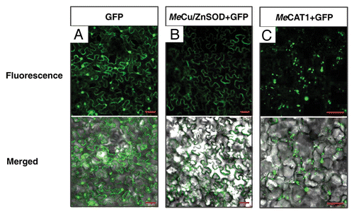 Figure 1. Subcellular localization of MeCu/ZnSOD and MeCAT1 fluorescent fusion proteins in epidermal cells. (A) Subcellular localization of GFP in N. benthamiana epidermal cells as a control; (B) and (C) subcellular localization of MeCu/ZnSOD and MeCAT1 in epidermal cells of N. benthamiana leaves after agroinfiltration with 35S::MeCAT1-GFP and 35S::MeCu/ZnSOD-GFP, respectively. Scale bar = 50 μm.