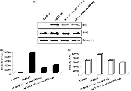 Figure 12. Representative western blot images showing the effect of G. acerosa benzene extract on the expression levels of Bax and BCl-2 in mice brain tissue homogenates (A). Quantified results of the expression pattern of Bax (B) and BCl-2 (C).