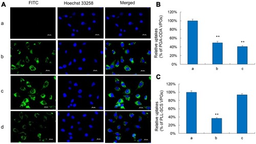 Figure 5 (A) Fluorescent microscopic images of FITC uptake by U87-MG glioma cells in vitro incubated with FITC solution (a), FITC loaded VPGs (b), FITC loaded PGA-ODA VPGs (c) and FITC loaded PLL-SCS VPGs (d). Different VPGs containing FITC (green), and Hoechst 33258 (blue) for nucleus. (B) Cellular uptake of PGA-ODA VPGs at 37°C no PGA treatment, 4°C no PGA treatment, 37°C with PGA treatment. (a) 37°C, no PGA treatment; (b) 4°C, no PGA treatment; (c) 37°C, with PGA treatment. **p<0.01 vs cellular uptake of PGA-ODA VPGs at 37°C no PGA treatment. (C) Cellular uptake of PLL-SCS VPGs at 37°C no PLL treatment, 4°C no PLL treatment, 37°C with PLL treatment. (a) 37°C, no PLL treatment; (b) 4°C, no PLL treatment; (c) 37°C, with PLL treatment. **p<0.01 vs cellular uptake of PLL-SCS VPGs at 37°C no PLL treatment.