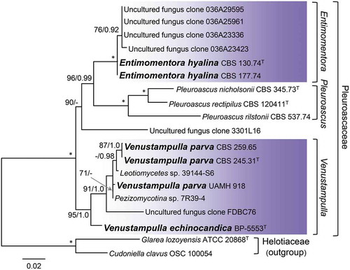 Figure 2. Phylogeny of the Pleuroascaceae inferred from ML analysis of the concatenated ITS + nuc 18S + nuc 28S + mt 18S + RPB2 (five-gene) data set. Details as in FIG. 1.