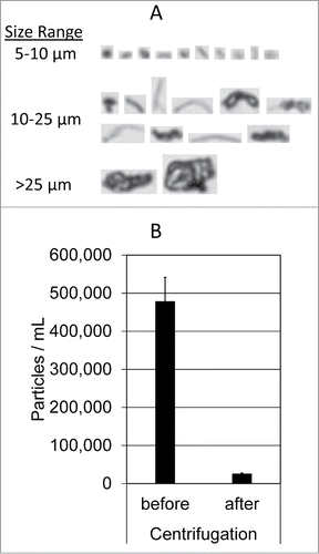 Figure 1. MFI analysis of insoluble aggregates. (A) Representative MFI images of particles (>5 µm) formed in the mixture of Avastin, 5% dextrose, and human plasma. (B) Particle counts in the sizes of 1–70 µm were determined using MFI for the resulting mixtures before and after centrifugation at 21,000 g for 3 minutes. Shown are representatives of 3 independent experiments.
