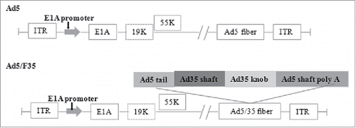 Figure 1. Schematic diagrams of the Ad5 vectors and Ad5/F35.