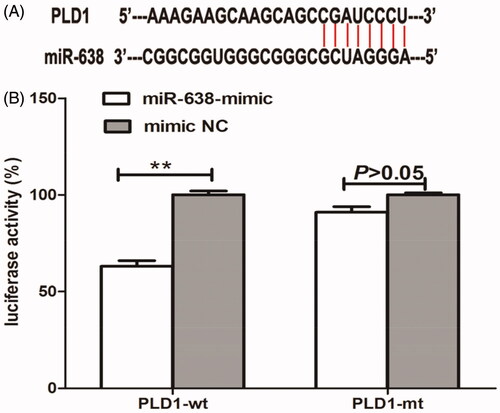 Figure 3. Bioinformatics analysis demonstrated that the 3′UTR of PLD1 gene had complementary sequences of miR-638 (A). In cells transfected by PLD1-wt, the presence of miR-638 mimic could significantly reduce luciferase activity of the cells, while the co-transfection with miR-638 and PLD1-mt had no obvious influences on luciferase activity of the cells (B). **P < .01.