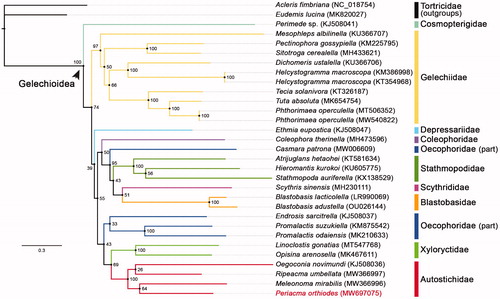 Figure 1. ML tree showed phylogenetic relationships within the superfamily Gelechioidea (P. orthiodes in red). BSVs were labeled at tree nodes and GenBank accession numbers were in parentheses.