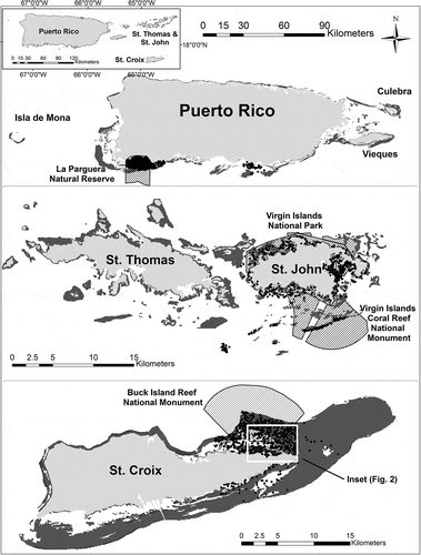 FIGURE 1. Maps of Puerto Rico (top panel) and two subregions of the U.S. Virgin Islands (middle and lower panels) showing management zones (black crosshatching) and the locations of 2007–2010 visual sampling (black circles) on all habitats. Mapped hard-bottom habitats <30 m deep (dark gray) constituted the sample frame. The area shown in detail in Figure 2 is denoted by the white rectangle in the lower panel.