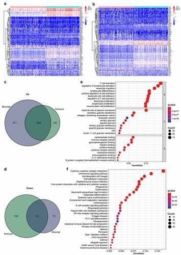 Figure 2. Heatmaps, Venn diagrams, and enrichment analysis of the DEGs. (2a) Heatmapped DEGs within the stromal high-scoring group versus low-scoring group (|logFC| >1; FDR < 0.05 based on Wilcoxon test); red represents higher expression and blue represents lower expression. (2b) Heatmapped DEGs in immune high-scoring group versus low-scoring group (|logFC| >1; FDR < 0.05 based on Wilcoxon test); red represents higher expression and blue indicates lower expression. (2 c) Venn diagram of 624 commonly upregulated genes (stromal/immune-linked scorings). (2d) Venn diagram of 110 commonly downregulated genes (stromal/immune-linked scorings). (2e) Ten highest-ranking GO terms for BP, CC and MF enriched using DEGs shared by stromal and immune scores (q value < 0.05). (2 f) Top 30 KEGG terms enriched by DEGs and ranked by q values from highest to lowest (q value < 0.05)