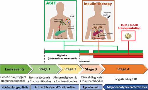 Figure 1. Stages of human T1D disease, corresponding endotype characteristics and windows of opportunities for ASIT.