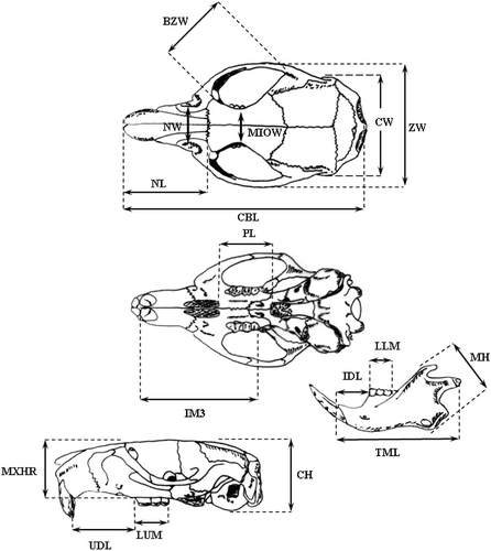 Figure 2 Linear measurements taken on each skull ofApodemus flavicollis (CBL, condylobasal length; ZW, zygomatic width; NL, nasal length; CW, cranial width; BZW, bizygomatic width; NW, nasal width; MIOW, minimum inter‐orbital width; IM3, distance from the 3rd upper molar to the upper incisor; PL, palatal length; UDL, upper diastema length; LUM, length of upper molars; MXHR, maximum height of rostrum; CH, cranial height; TML, total mandible length; IDL, inferior diastema length; MH, mandible height; LLM, length of lower molars).