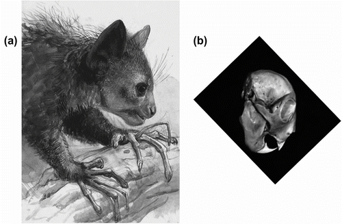 Figure 1 (a) Daubentonia madagascariensis in a sketch from Jophen Wolf (1832–1899) and (b) a skull from the Frans Lanting photo collection (modified).