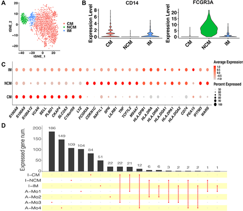 Figure 2 Monocyte subsets in healthy infants. (A) t-SNE plot of monocyte subsets in healthy infants. (B) Classical markers for each subset. Violin plot y-axis demonstrates relative expression levels of transcripts in single cell. (C) Dot plot showing proportion of cells in clusters expressing marker genes (dot size), and average expression (color scale). (D) Upset plot showing the number of the common marker genes expressed in both monocyte subsets of healthy infants and adults.