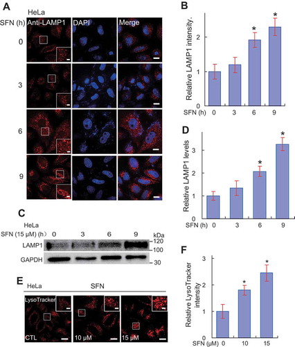 Figure 2. SFN promotes lysosomal biogenesis. (A) LAMP1 staining in SFN-treated (15 μM, 3–9 h) HeLa cells. Nuclei were counterstained with DAPI (blue). Scale bar: 10 μm or 2 μm (for zoom-in images). (B) Quantification of LAMP1 immunofluorescence shown in A. N = 30–40 randomly selected cells from at least 3 independent experiments. (C) Western blot analysis of LAMP1 protein expression in HeLa cells that were treated with SFN (15 μM, 3–9 h). GAPDH served as a loading control. (D) Quantitative analysis of LAMP1 levels, as shown in C. n = 3 independent experiments. (E) Effects of SFN on lysosome activation. HeLa cells were treated with SFN (10 or 15 μM) for 9 h, and then stained with LysoTracker Red DND-99 (50 nM; labeling acidified lysosomes [Citation24]) for 15 min. Scale bar: 10 μm or 2 μm (for zoom-in images). (F) Quantification of LysoTracker intensity, as shown in E. N = 30–40 randomly selected cells from at least 3 independent experiments. For all panels, data are presented as mean ± s.e.m.; *P < 0.05, ANOVA