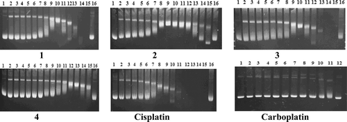 Figure 1.  Modification of gel electrophoretic mobility of pBR322 plasmid DNA when incubated with various concentrations of complexes 1–4, cisplatin, and carboplatin. Concentrations (in μM) are as follows. For complexes 1–4 and cisplatin: lines 1 and 16, for carboplatin: lines 1 and 12, untreated pBR322 plasmid DNA; (line 2) 0.019; (line 3) 0.039; (line 4) 0.078; (line 5) 0.156; (line 6) 0.312; (line 7) 0.625; (line 8) 1.25; (line 9) 2.5; (line 10) 5; (line 11) 10; (line 12) 20; (line 13) 40; (line 14) 80; (line 15) 160. For carboplatin: (line 2) 0.312; (line 3) 0.625; (line 4) 1.25; (line 5) 2.5; (line 6) 5; (line 7) 10; (line 8) 20; (line 9) 40; (line 10) 80; (line 11) 160. The top and the bottom bands correspond to Form II (open circular) and Form I (covalently closed circular) plasmids, respectively.