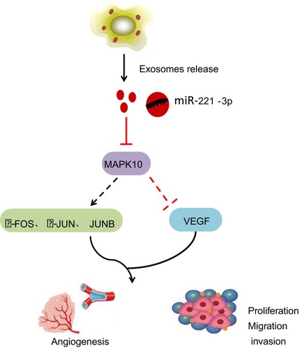 Figure 6 Cervical cancer cells-secreted exosomes harboring miR-221-3p affect cervical cancer progression by targeting MAPK10. By targeting and down-regulating MAPK10, cervical cancer cells-secreted exosomes containing miR-221-3p inhibit the expression of downstream factors c-FOS, c-JUN and JUNB, and elevate the expression of VEGF, thereby enhancing the abilities of migration, invasion and angiogenesis in cervical cancer cells.